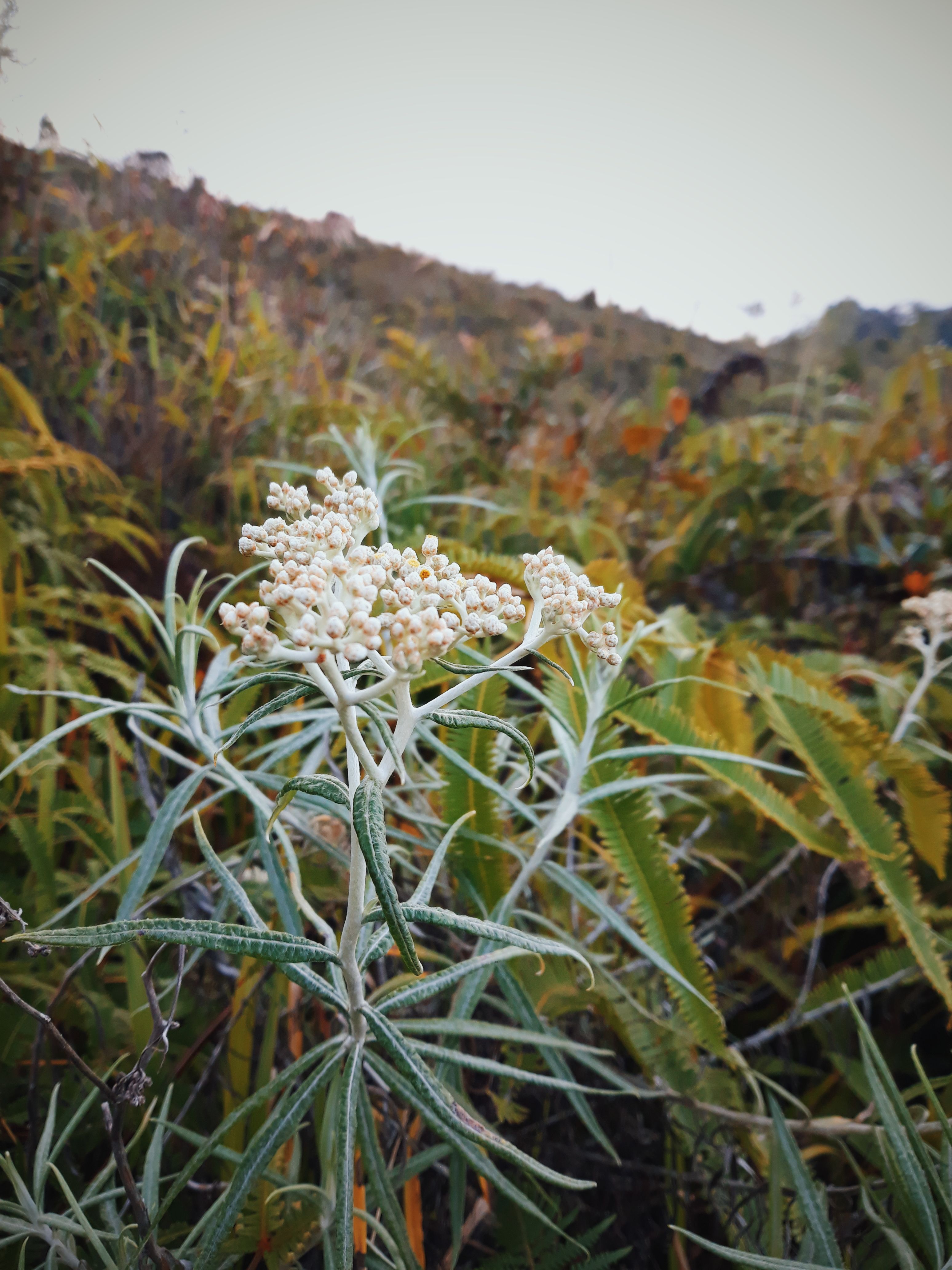 Pictures of Eternal Flowers Natia Wallpapers